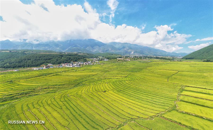 Террасные поля с заливным рисом в уезде Пугэ 