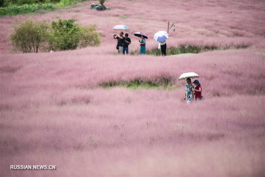 "Розовое море" мюленбергии в парке Шэньцюаньгу 