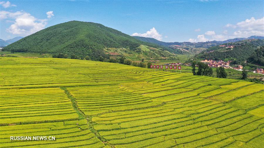Террасные поля с заливным рисом в уезде Пугэ 