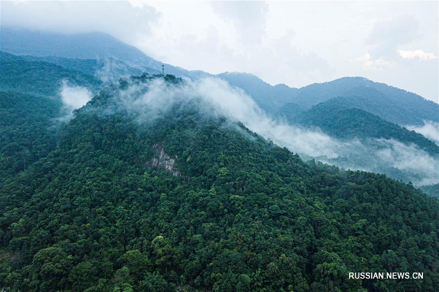 Путешествие в Хайнаньский национальный парк тропических лесов