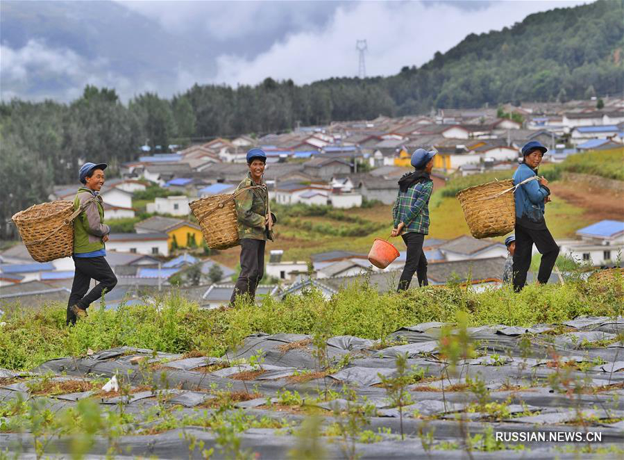 Женщины стали главной силой в борьбе с бедностью в горных районах провинции Сычуань 
