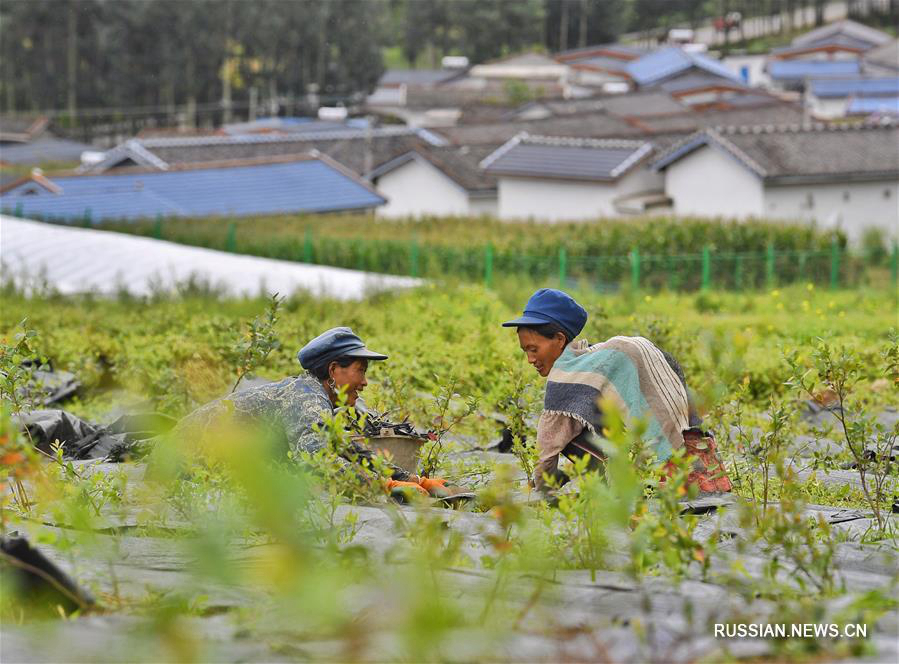 Женщины стали главной силой в борьбе с бедностью в горных районах провинции Сычуань 