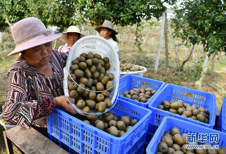 Выращивание киви увеличило доходы жителей китайского уезда Фэйси