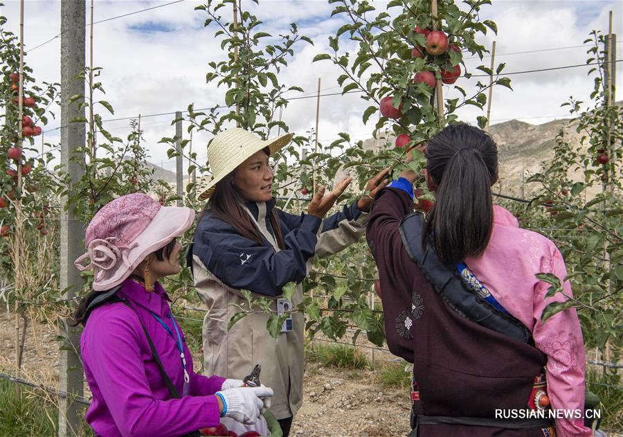 Сбор осеннего урожая яблок в уезде Гонггар