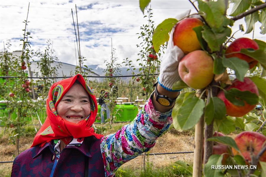 Сбор осеннего урожая яблок в уезде Гонггар