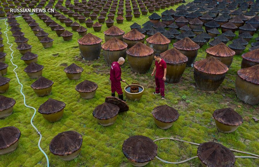 Традиционное производство соевого соуса в провинции Сычуань