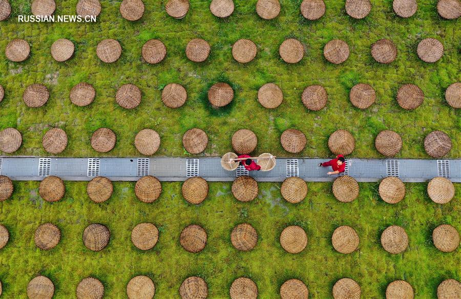 Традиционное производство соевого соуса в провинции Сычуань