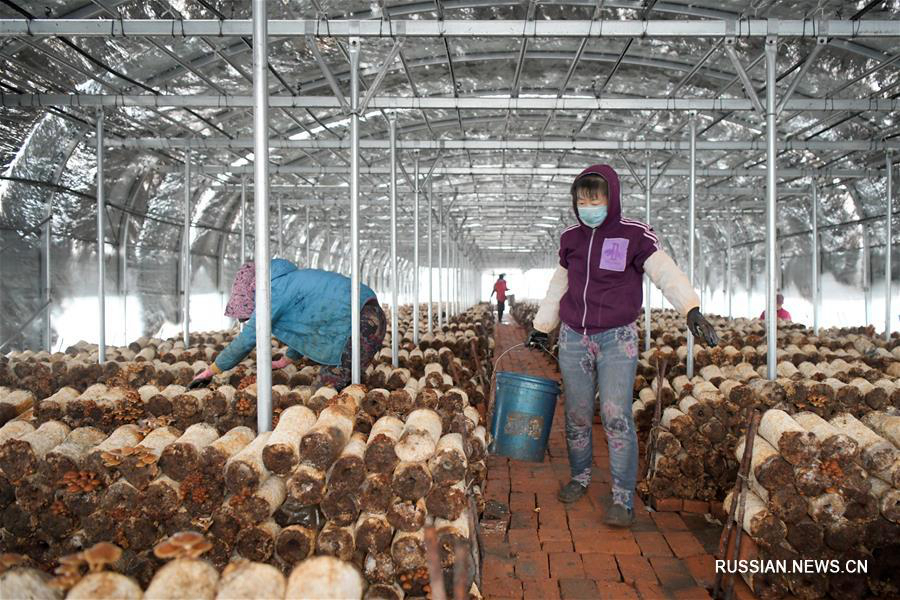 Производство грибов помогает победить бедность в уезде Миншуй 