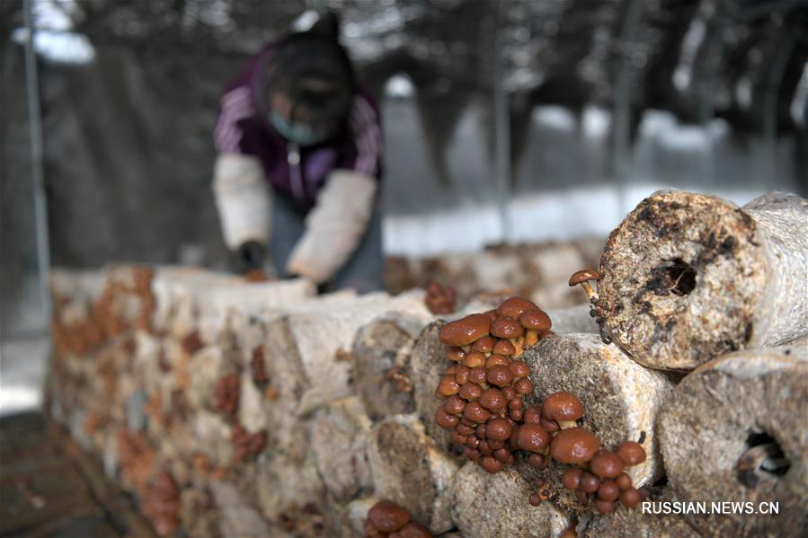 Производство грибов помогает победить бедность в уезде Миншуй 