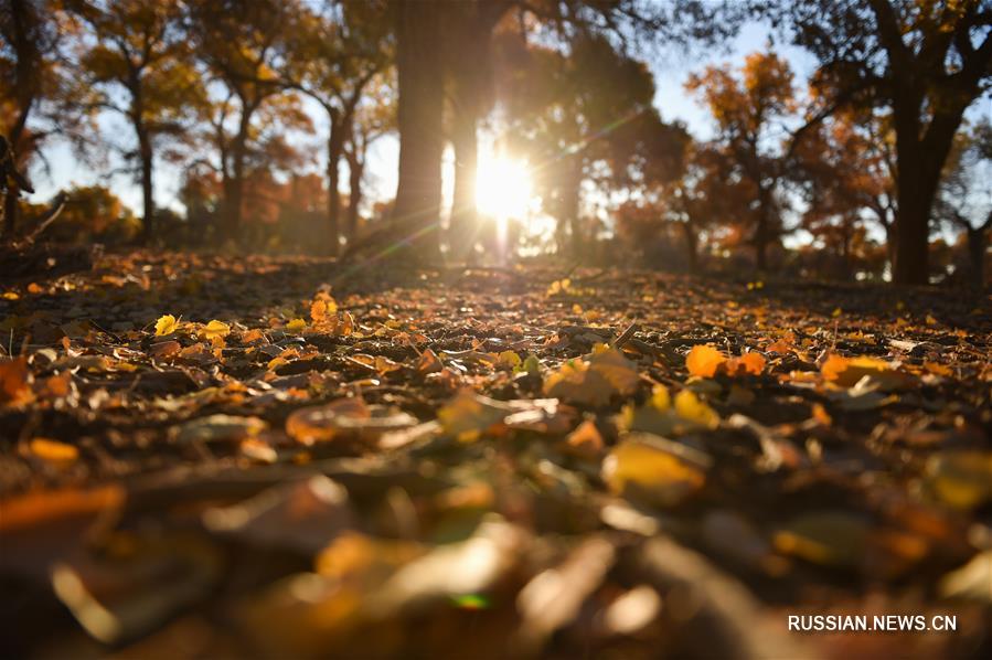 Золотая осень в роще евфратских тополей в хошуне Эдзин-Ци