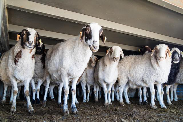 Монголия передала КНР первую партию гуманитарной помощи, состоящей из 4 тыс овец