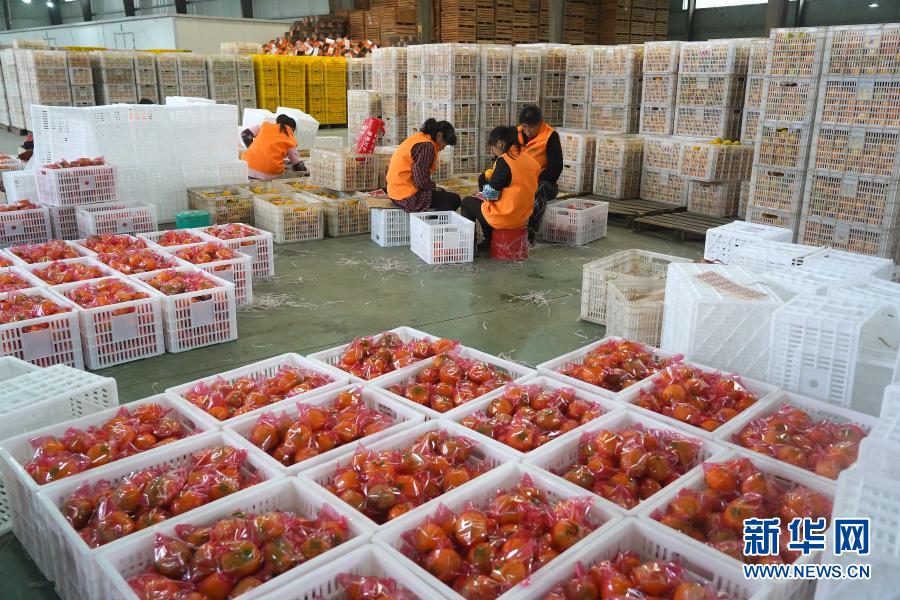Сезон продаж апельсинов с «пупком» в городе Жуйцзинь провинции Цзянси
