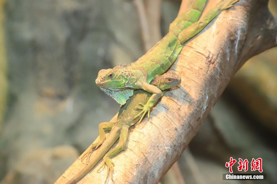 Вместе теплее: в зоопарке в провинции Цзянсу животные согреваются в холод