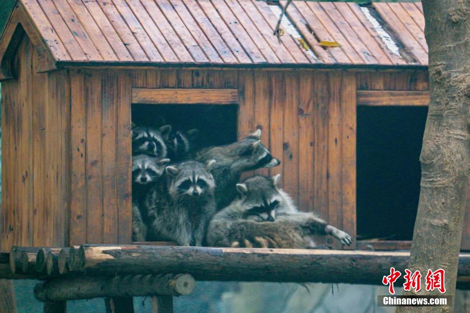 Вместе теплее: в зоопарке в провинции Цзянсу животные согреваются в холод