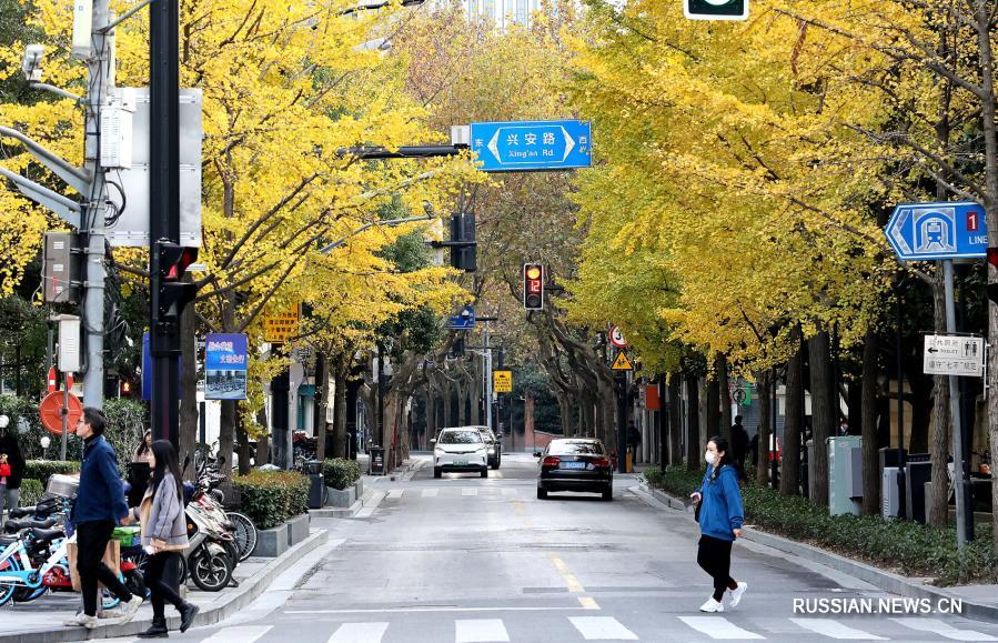В начале зимы у всевозможных растений, посаженных на улицах Шанхая /Восточный Китай/, наступает самый пестрый и колоритный сезон. Прохожим кажется, будто они идут по ожившей картинной галерее.