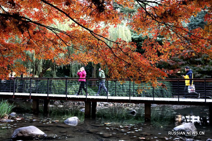 В начале зимы у всевозможных растений, посаженных на улицах Шанхая /Восточный Китай/, наступает самый пестрый и колоритный сезон. Прохожим кажется, будто они идут по ожившей картинной галерее.