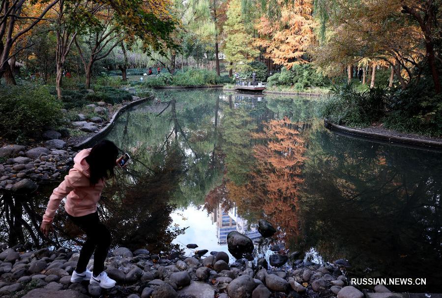 В начале зимы у всевозможных растений, посаженных на улицах Шанхая /Восточный Китай/, наступает самый пестрый и колоритный сезон. Прохожим кажется, будто они идут по ожившей картинной галерее.
