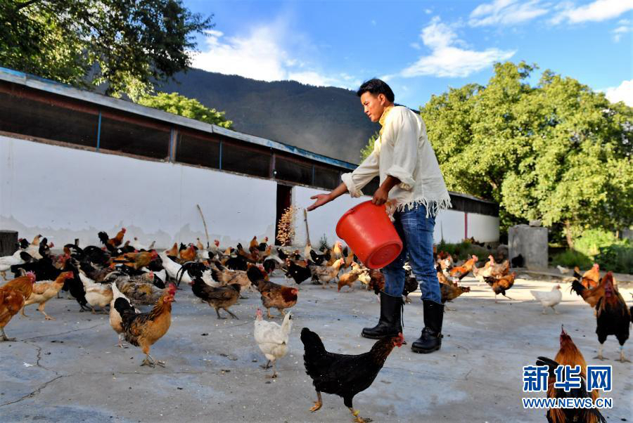 Профессиональные кооперативы помогли более 530 тыс. тибетских крестьян и пастухов избавиться от бедности