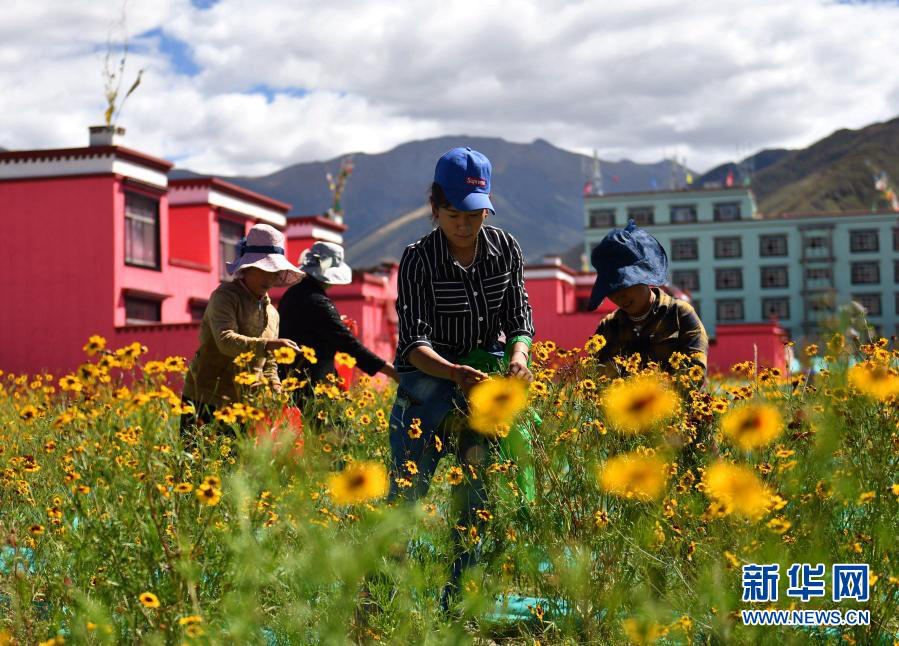 Профессиональные кооперативы помогли более 530 тыс. тибетских крестьян и пастухов избавиться от бедности