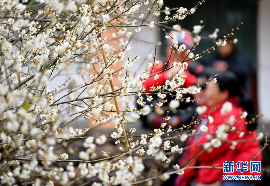 В городе Фучжоу зацвели зеленые сливы