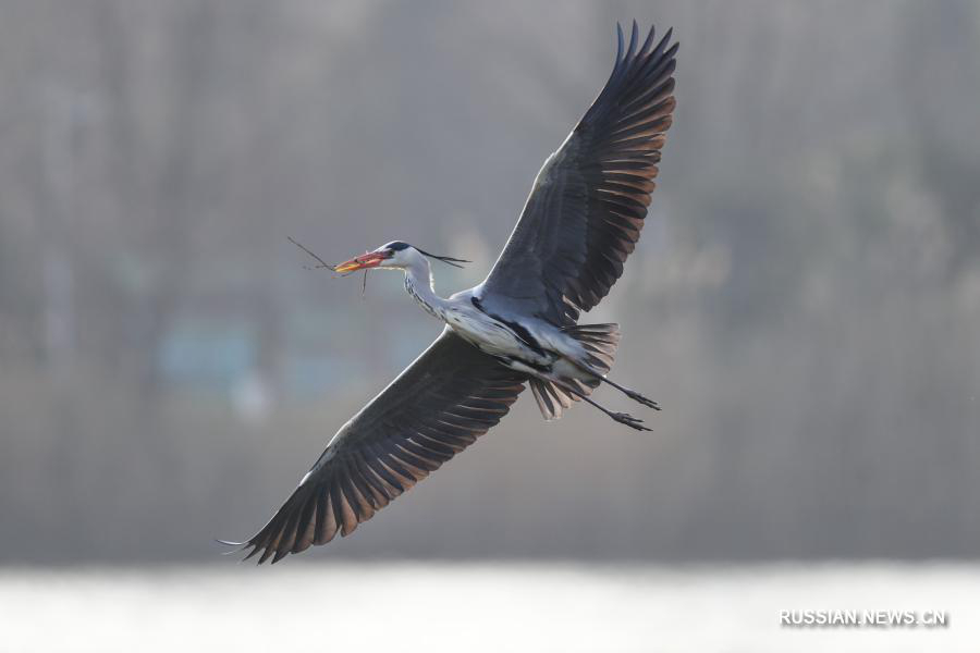 "Танцующие" птицы украсили зимний пейзаж в парке Гуаньшаньху на юго-западе Китая 