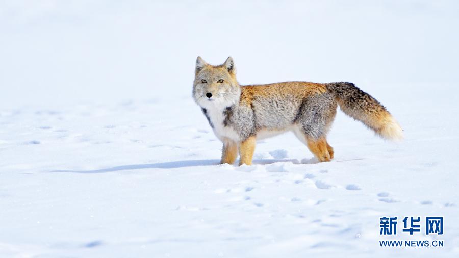 Тибетская лисица в снегу