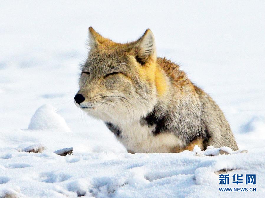 Тибетская лисица в снегу