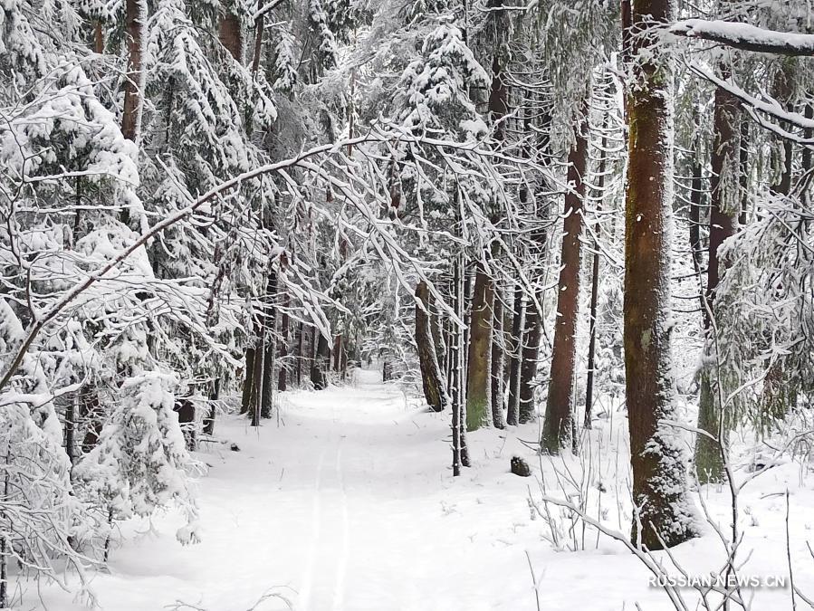 На Беларусь обрушился снежный циклон "Ларс"