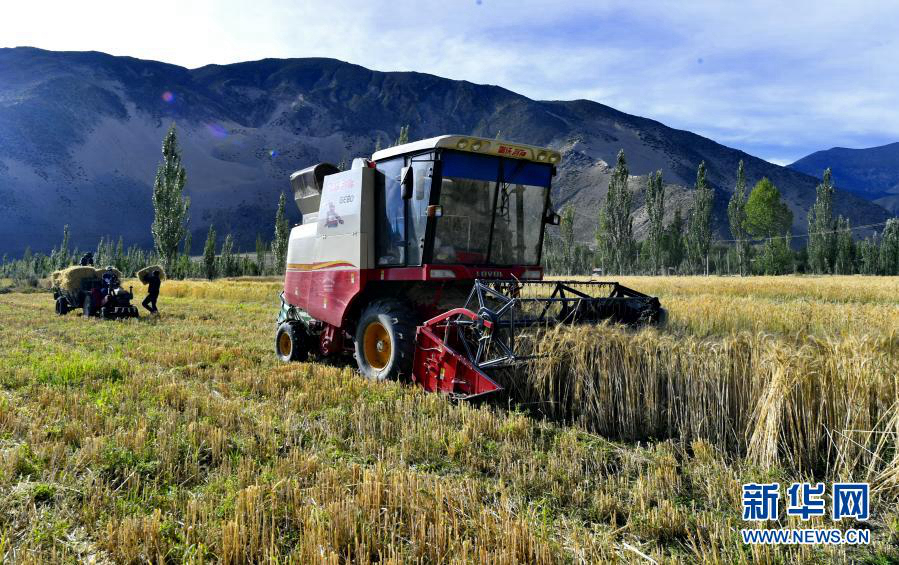 За последние 5 лет производство зерна в Тибете превысило 5 млн тон