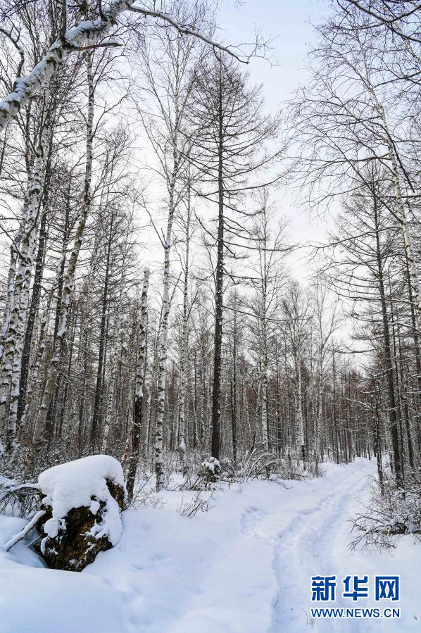 Сказочные пейзажи Большого Хингана после снегопада