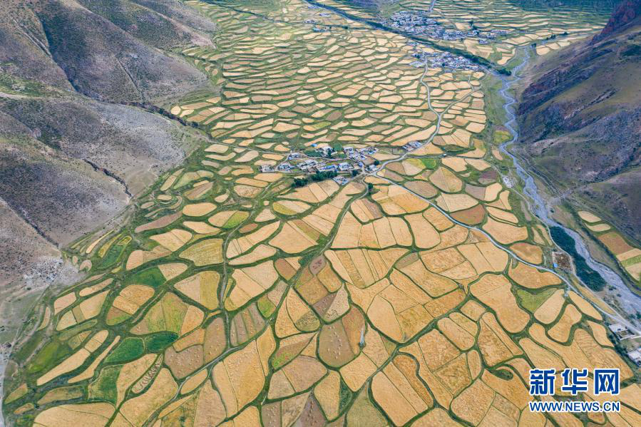 За последние 5 лет производство зерна в Тибете превысило 5 млн тон