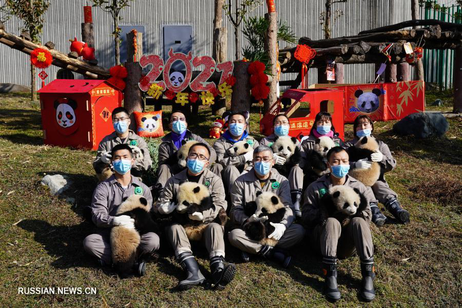 Десять детенышей панды поздравляют с китайским Новым годом в Юго-Западном Китае