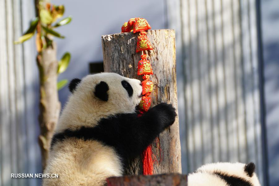 Десять детенышей панды поздравляют с китайским Новым годом в Юго-Западном Китае