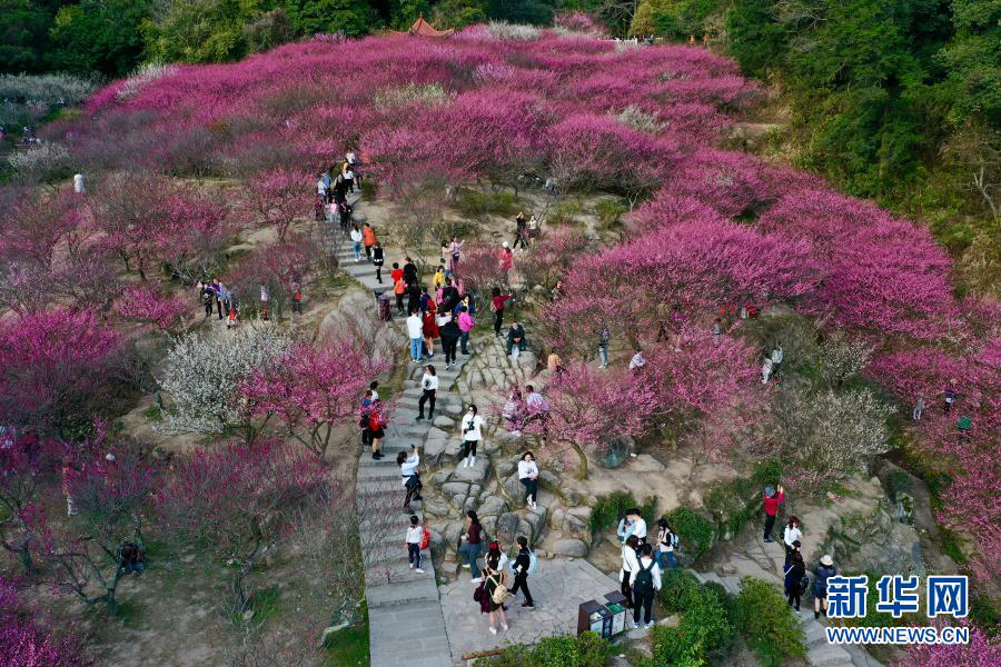 Фучжоу: цветущая слива привлекает туристов
