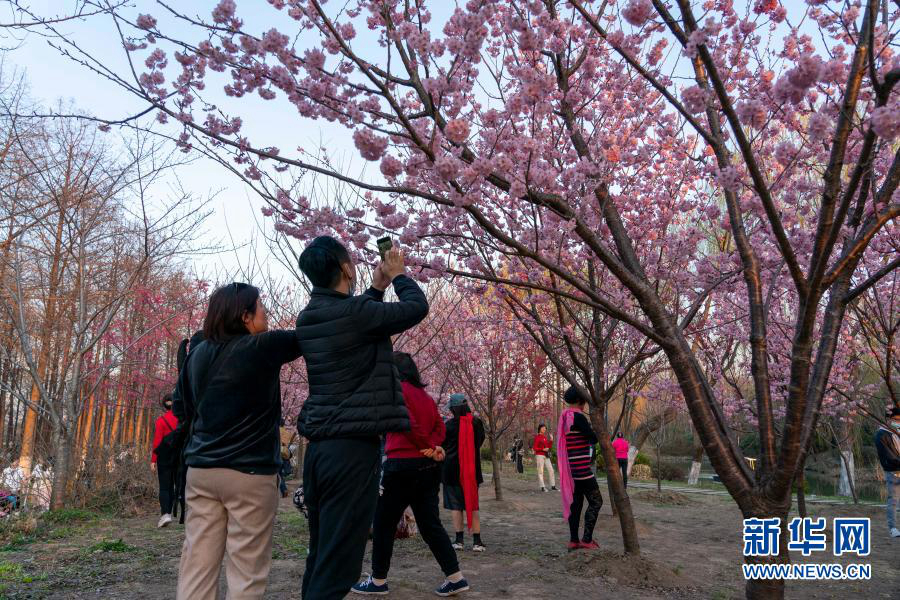 Шанхай: цветущая сакура привлекает туристов