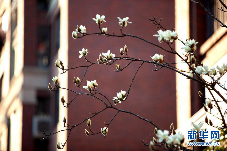Цветение магнолии голой в Шанхае