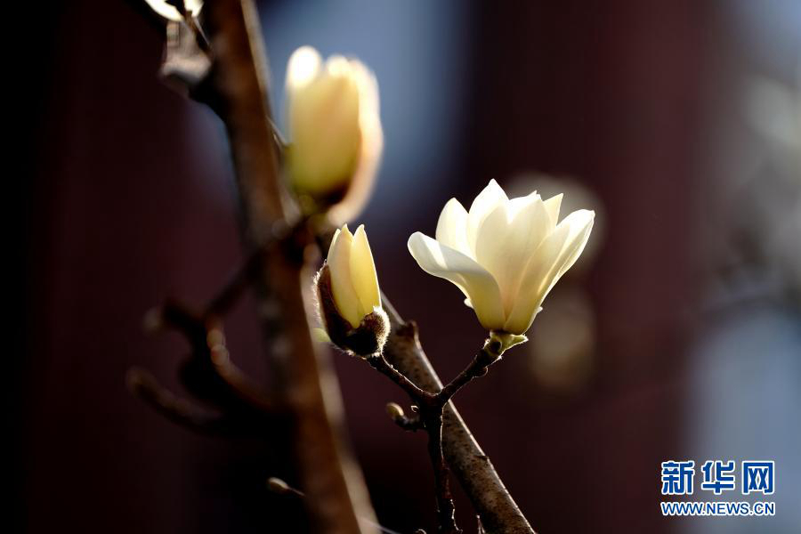 Цветение магнолии голой в Шанхае