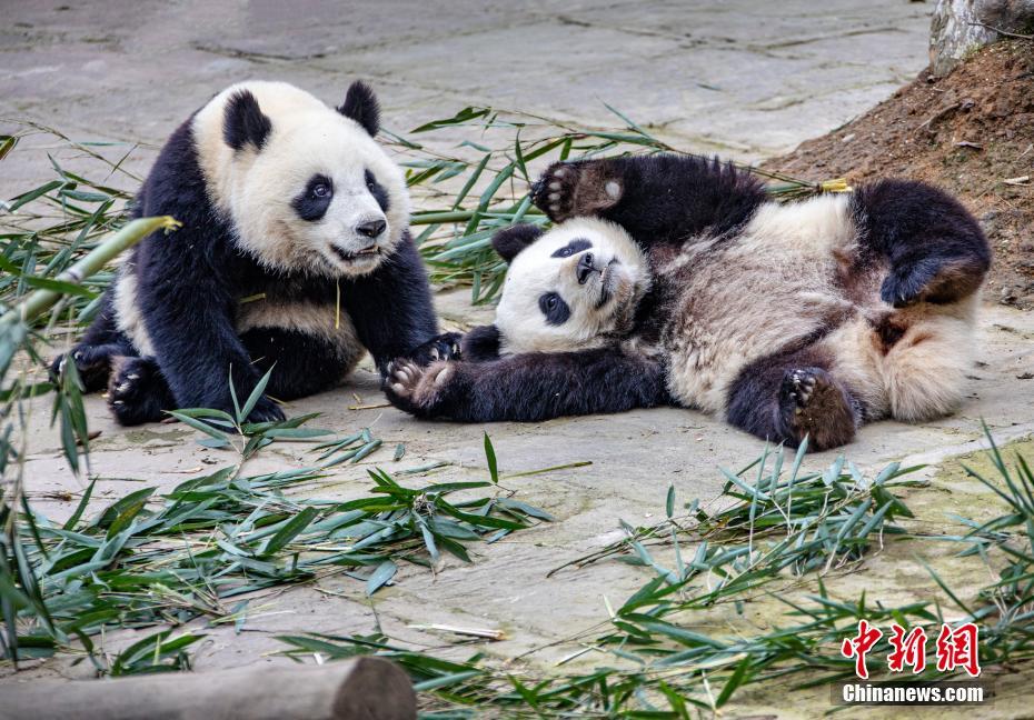 Милые панды на базе Бифэнся в провинции Сычуань