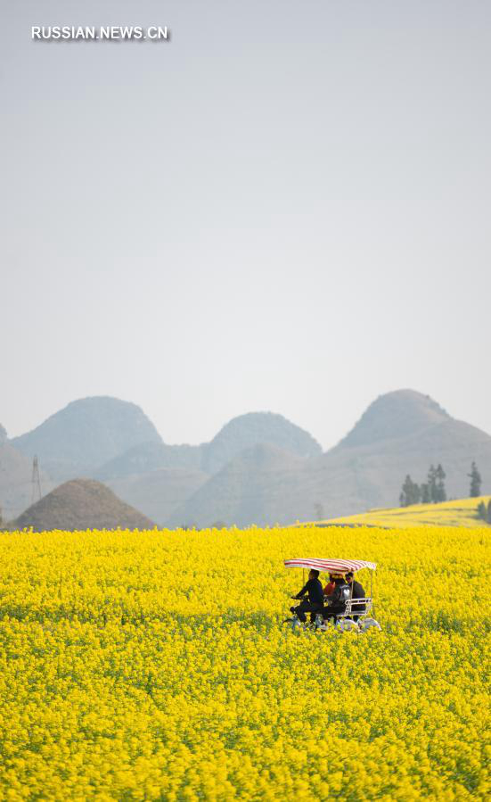Цветение рапса в провинции Юньнань 