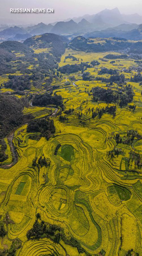 Цветение рапса в провинции Юньнань 