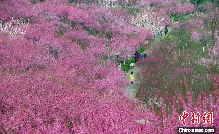 Район Ваньчжоу в городе Чунцин наполнен цветами