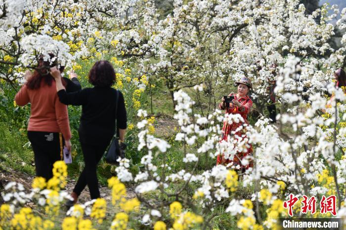 Весна на равнине Чэнду: гулять и  любоваться цветами