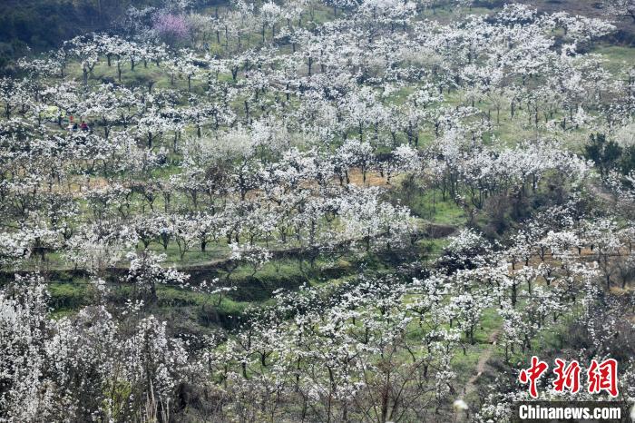 Весна на равнине Чэнду: гулять и  любоваться цветами