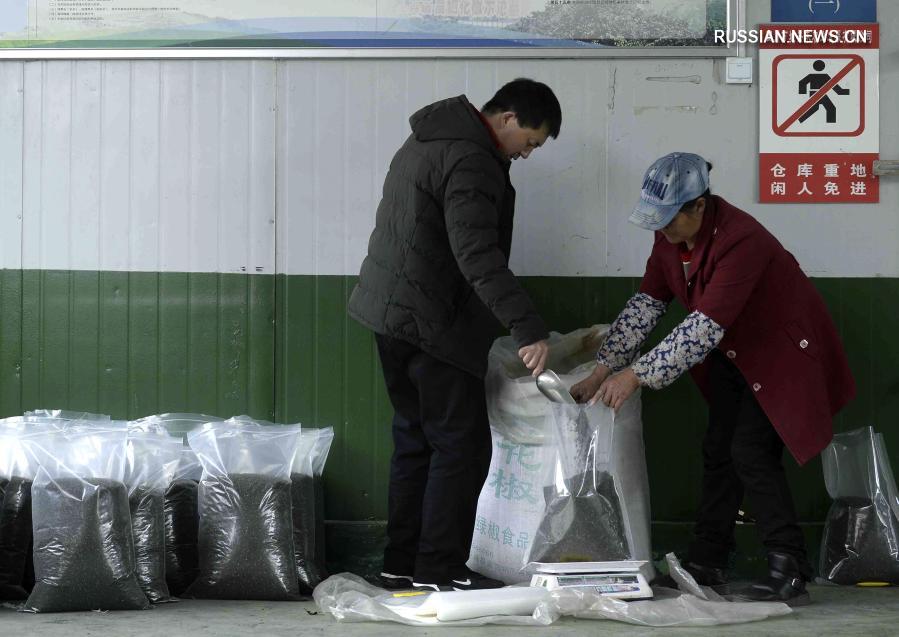 Выращивание китайского зантоксилума обогащает крестьян уезда Пинчан