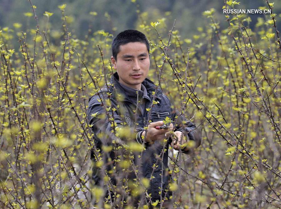 Выращивание китайского зантоксилума обогащает крестьян уезда Пинчан