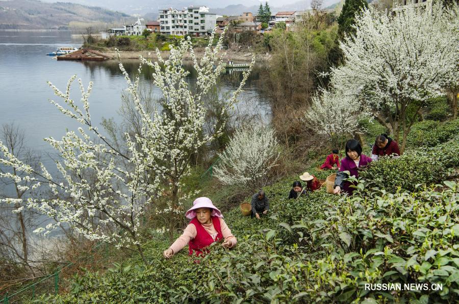 Сбор весеннего чая в провинции Шэньси
