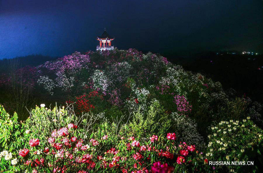 Море цветущих азалий в ландшафтном районе на юго-западе Китая