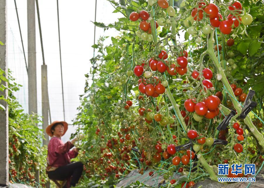 Провинция Шаньдун: производство черри помогает подъему села