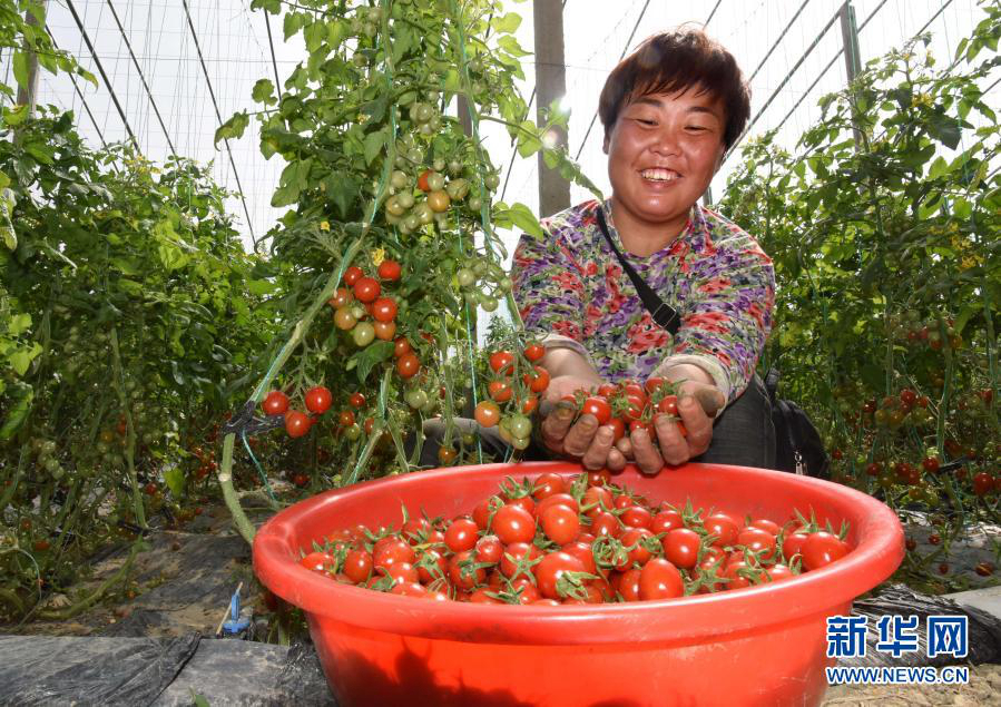 Провинция Шаньдун: производство черри помогает подъему села