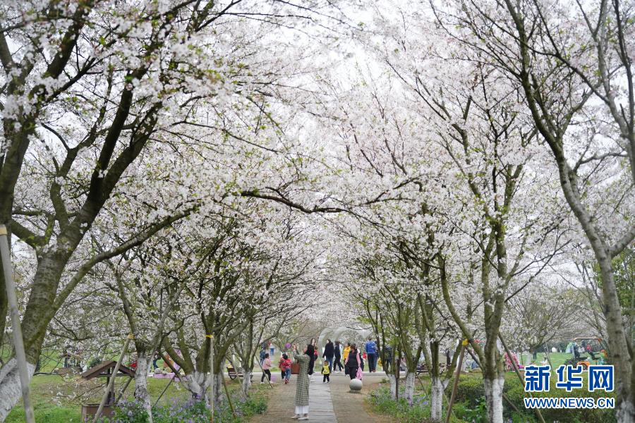 Наньчан: любоваться сакурой и наслаждаться весной